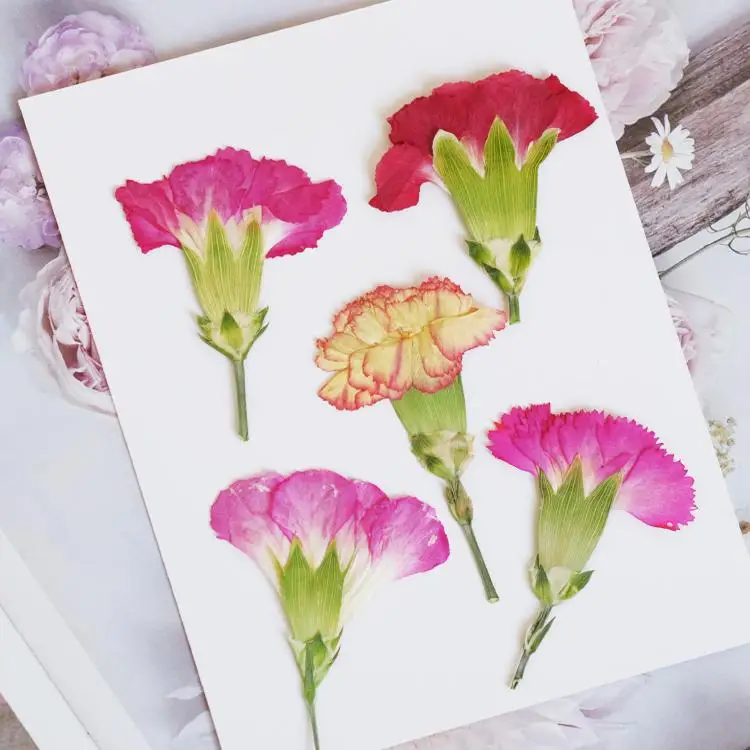 Dried Flower Bouquet - 6pcs/4-7cm,Carnation dried flowers branches,pressed flower DIY