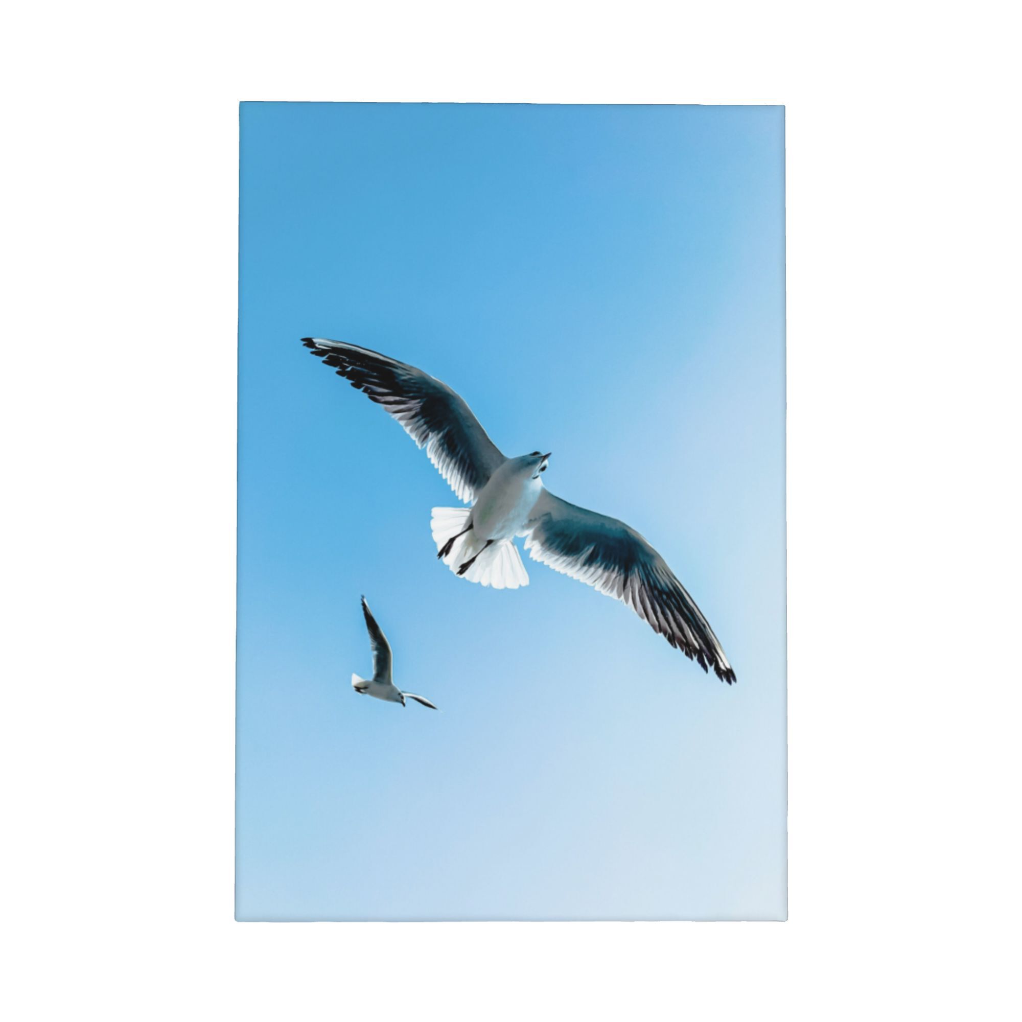 Seagull Canvas Framed Wall Art - đánh giá và giá Home Decor Nautical