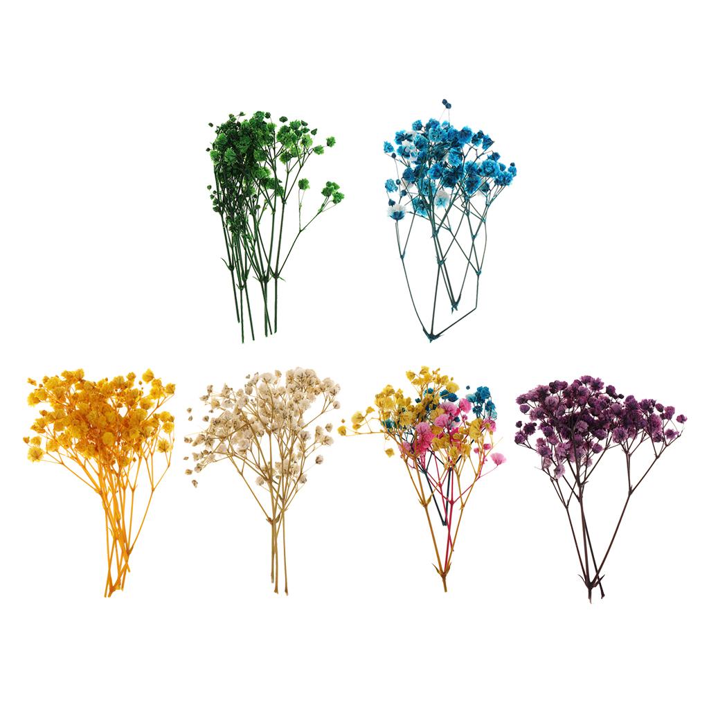 Pressed Dried Natural Flowers  - đánh giá và giá Dried Flower Bouquet