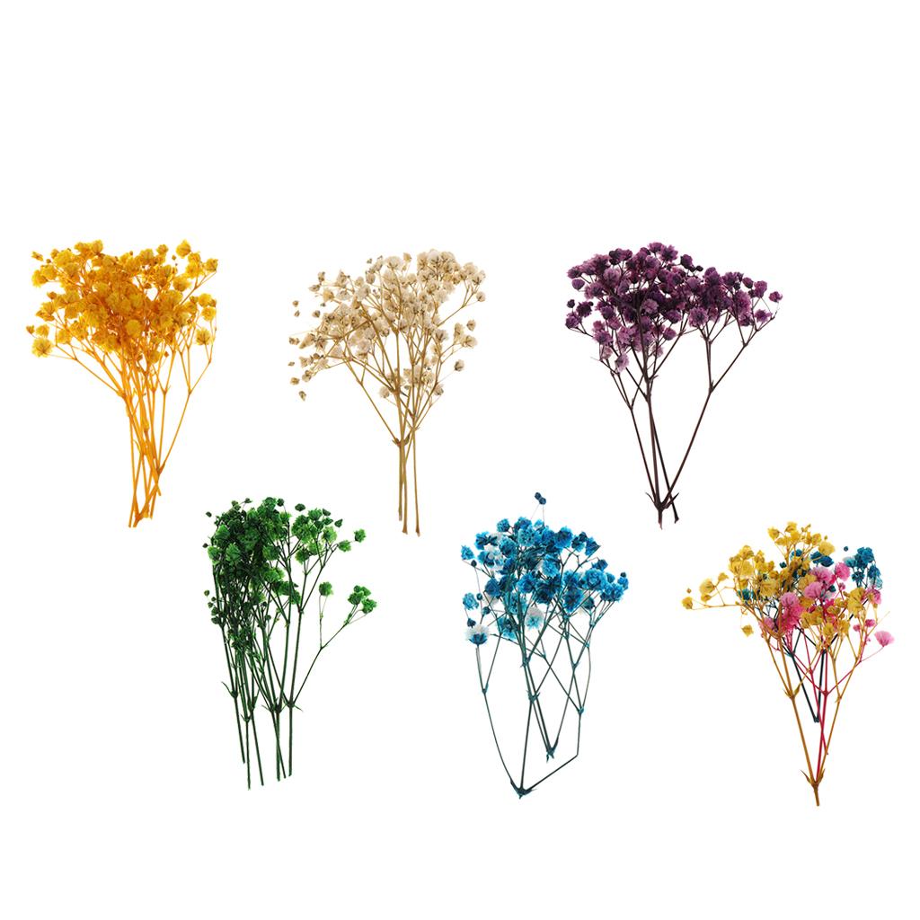 Pressed Dried Natural Flowers  - đánh giá và giá Dried Flower Bouquet