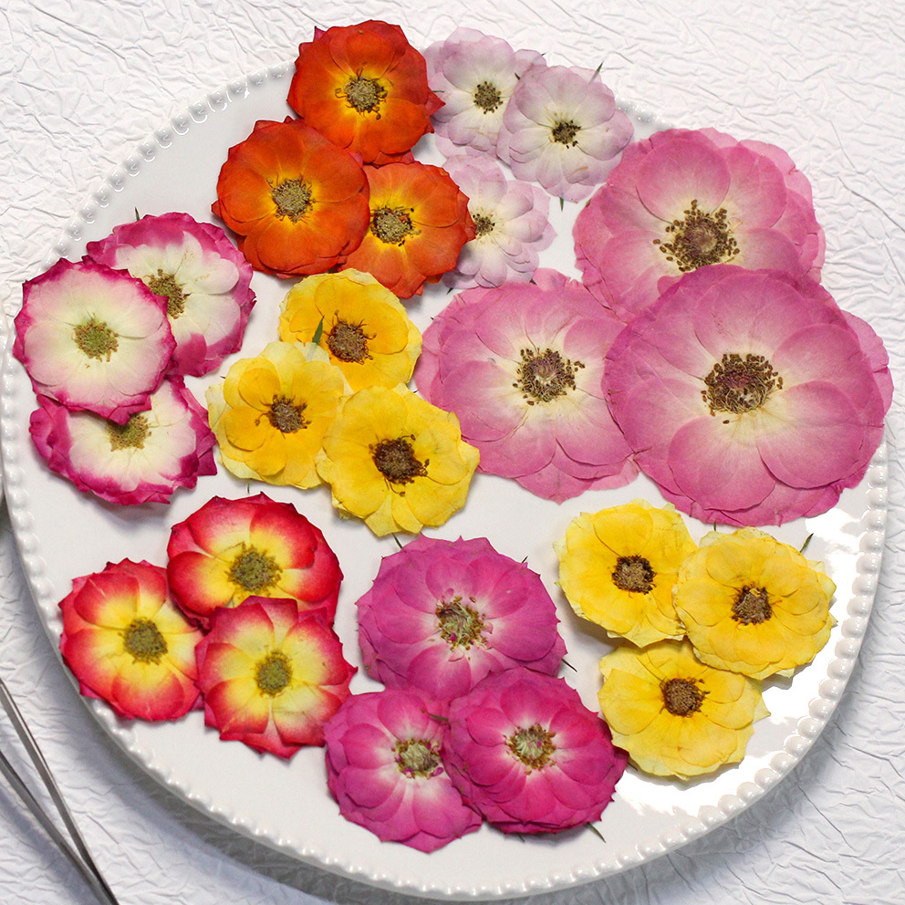 48 Yellow Mixed-Size Pressed R - đánh giá và giá Dried Flower Bouquet