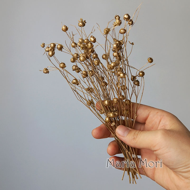 5g Preserved Flax Bean Natural - đánh giá và giá Dried Flower Bouquet