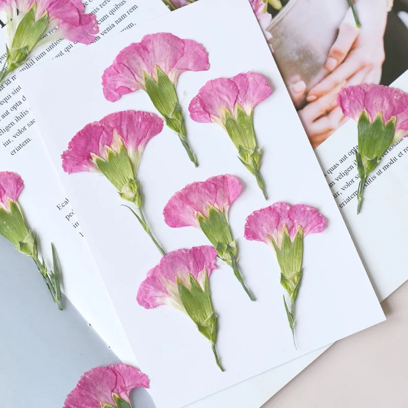 6pcs/4-7cm,Carnation dried flo - đánh giá và giá Dried Flower Bouquet