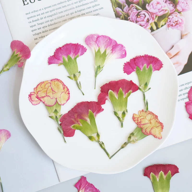6pcs/4-7cm,Carnation dried flo - đánh giá và giá Dried Flower Bouquet