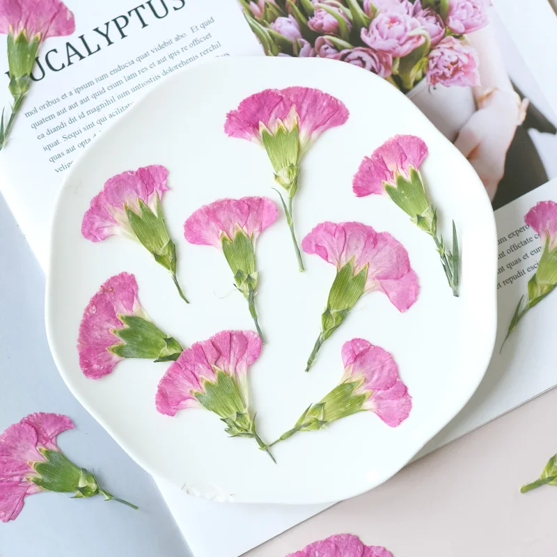 6pcs/4-7cm,Carnation dried flo - đánh giá và giá Dried Flower Bouquet
