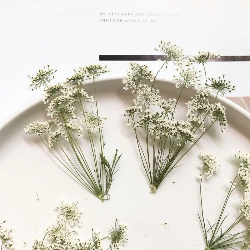 5-7cm/12pcs,Snow Tiny Flowers  - đánh giá và giá Dried Flower Bouquet