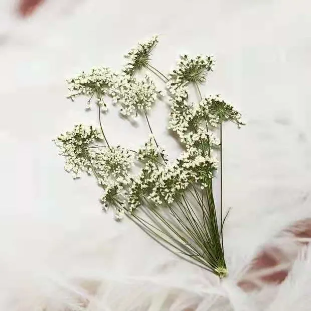 5-7cm/12pcs,Snow Tiny Flowers  - đánh giá và giá Dried Flower Bouquet