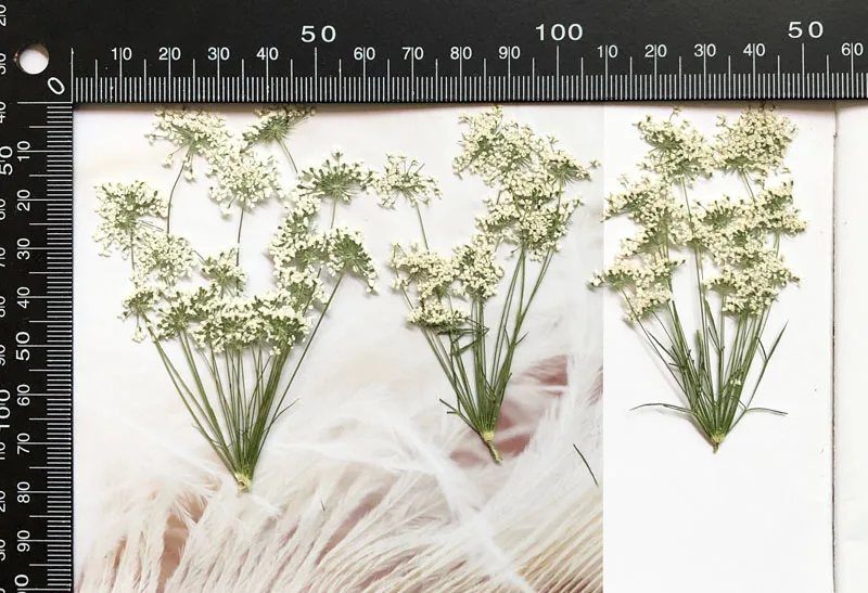 5-7cm/12pcs,Snow Tiny Flowers  - đánh giá và giá Dried Flower Bouquet