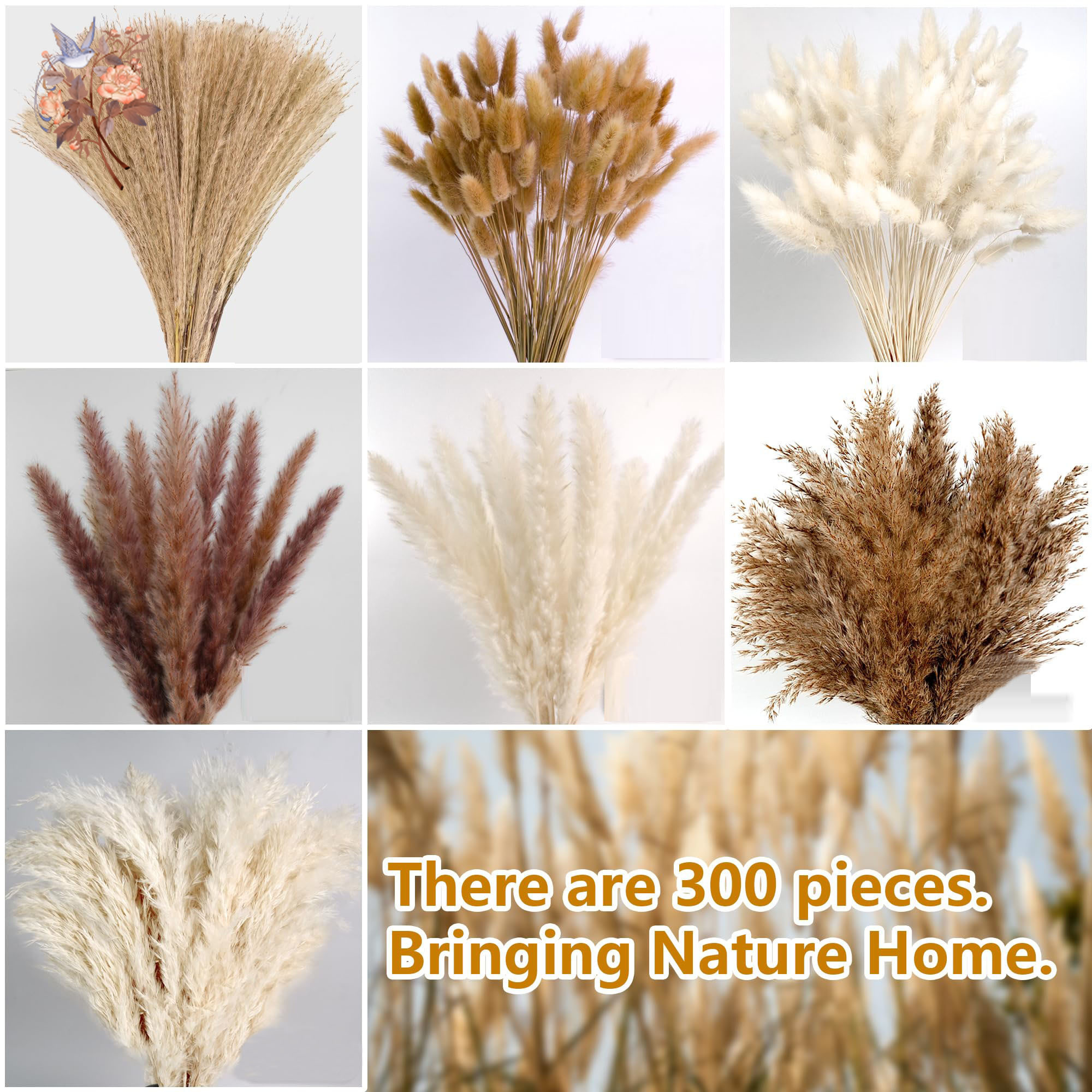 300Pcs Natural Large Pampas Gr - đánh giá và giá Dried Flower Bouquet