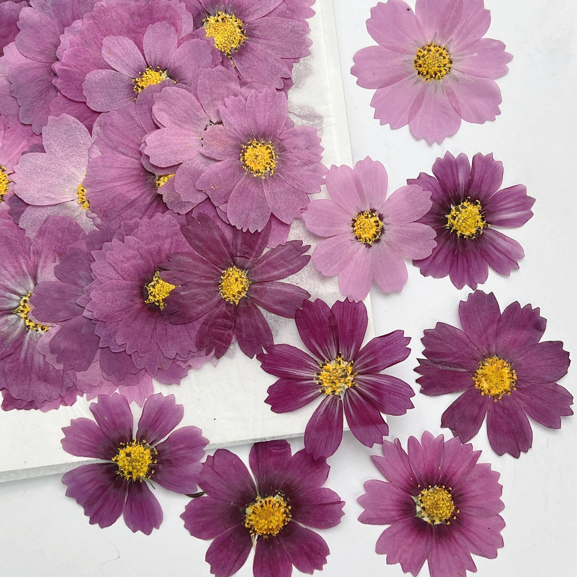 100Pcs Cosmos Dried Flower Pre - đánh giá và giá Dried Flower Bouquet