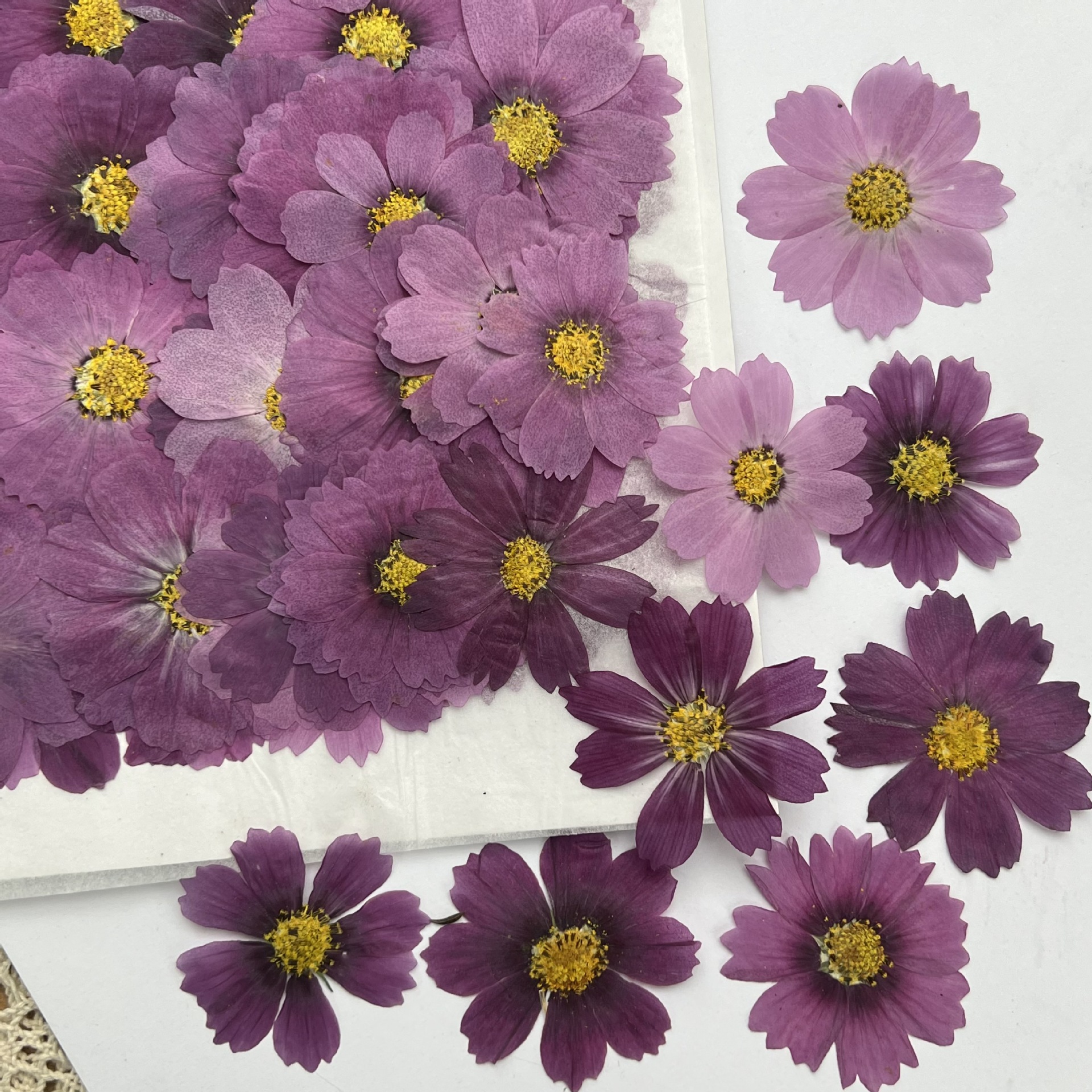 100Pcs Cosmos Dried Flower Pre - đánh giá và giá Dried Flower Bouquet