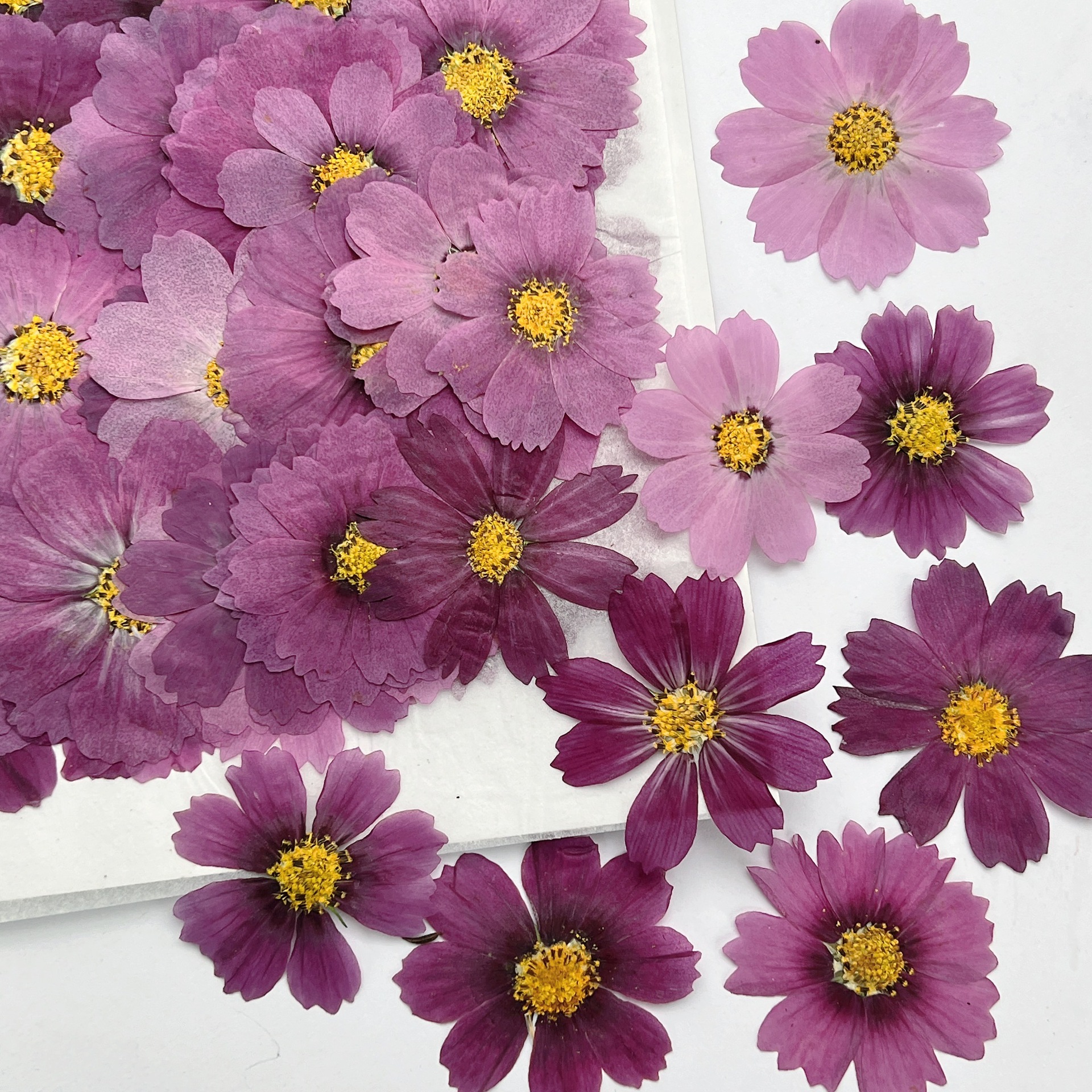 100Pcs Cosmos Dried Flower Pre - đánh giá và giá Dried Flower Bouquet
