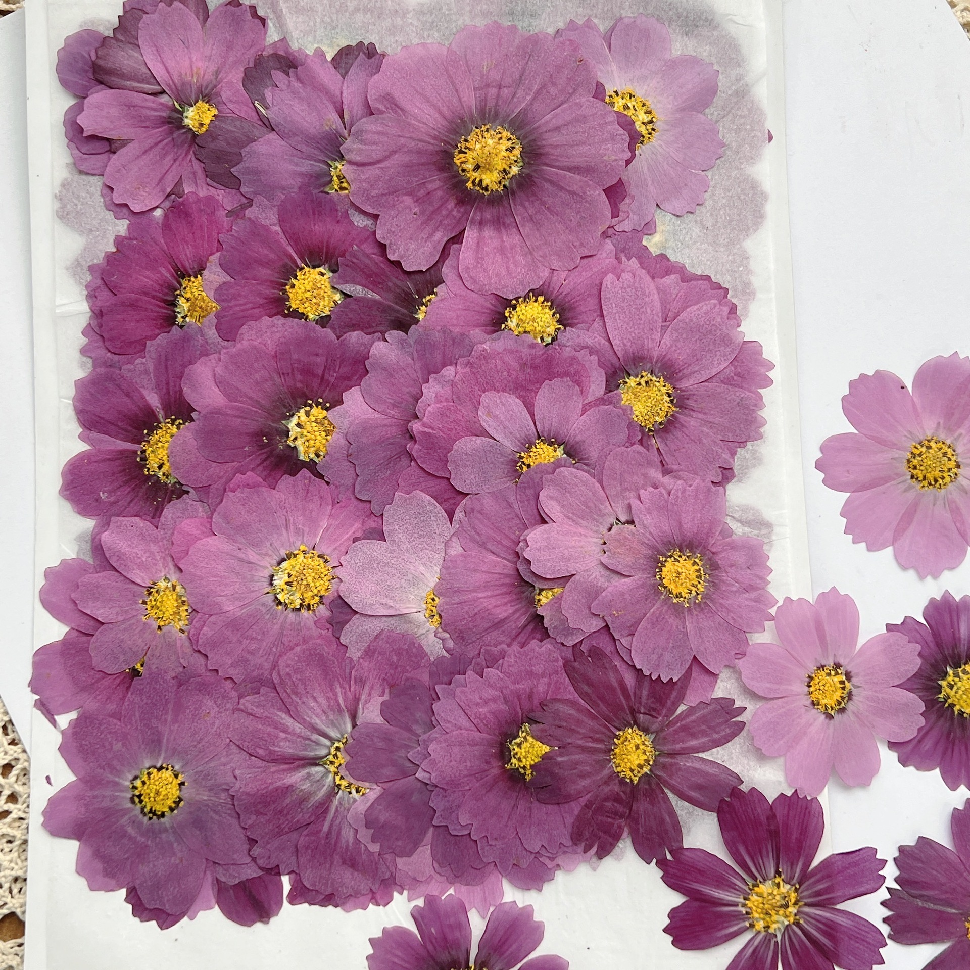 100Pcs Cosmos Dried Flower Pre - đánh giá và giá Dried Flower Bouquet