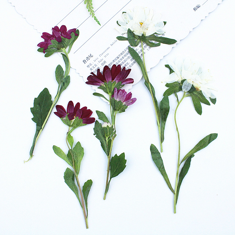 24pcs,Mini Chrysanthemum Press - đánh giá và giá Dried Flower Bouquet