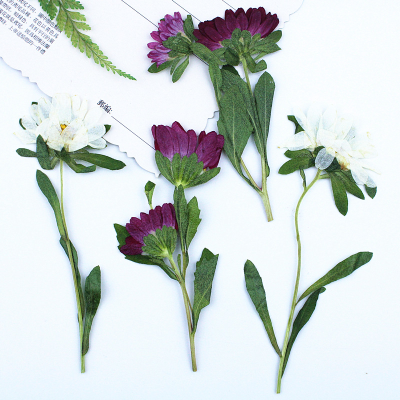24pcs,Mini Chrysanthemum Press - đánh giá và giá Dried Flower Bouquet