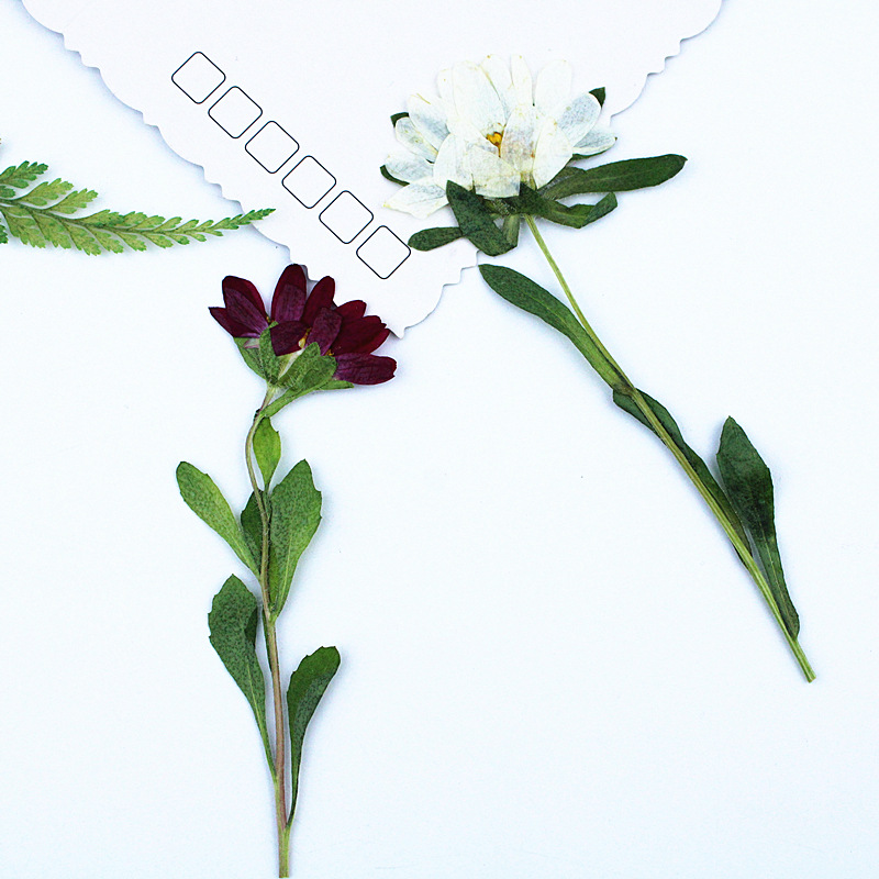 24pcs,Mini Chrysanthemum Press - đánh giá và giá Dried Flower Bouquet