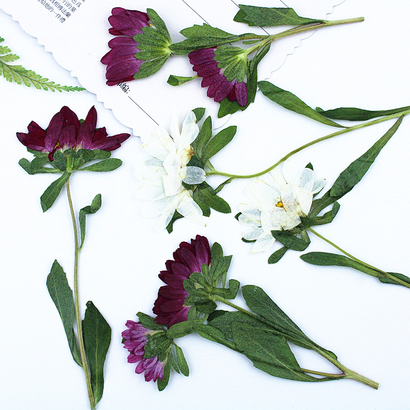 24pcs,Mini Chrysanthemum Press - đánh giá và giá Dried Flower Bouquet