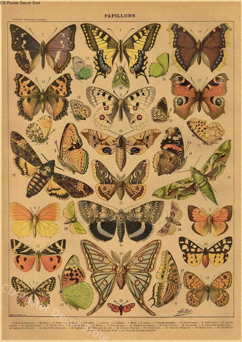 Butterfly Insect Flower Mushro - đánh giá và giá Home Decor Wallpaper